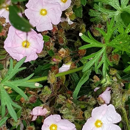 Occitanat Mouledous